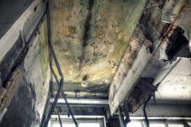 Professional Mold Prevention & Removal  in Gunter, TX